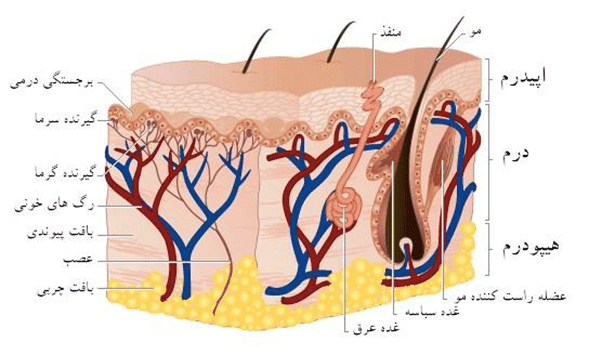 کلاژن و نقش رتینول در ساخت کلاژن